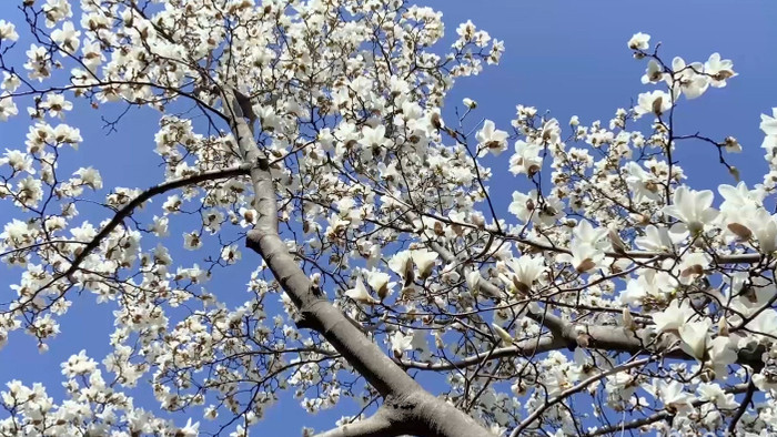 自然风景玉兰花树玉兰花白色花朵4K实拍