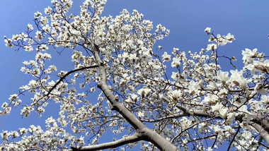 自然风景玉兰花树玉兰花白色花朵4K实拍