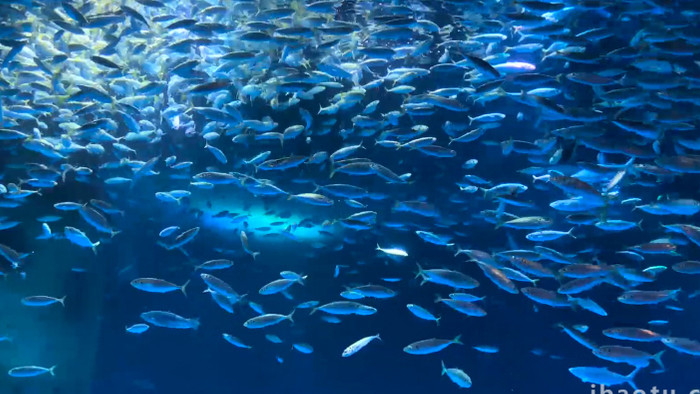 动物海底世界喂食银鱼起舞4K实拍