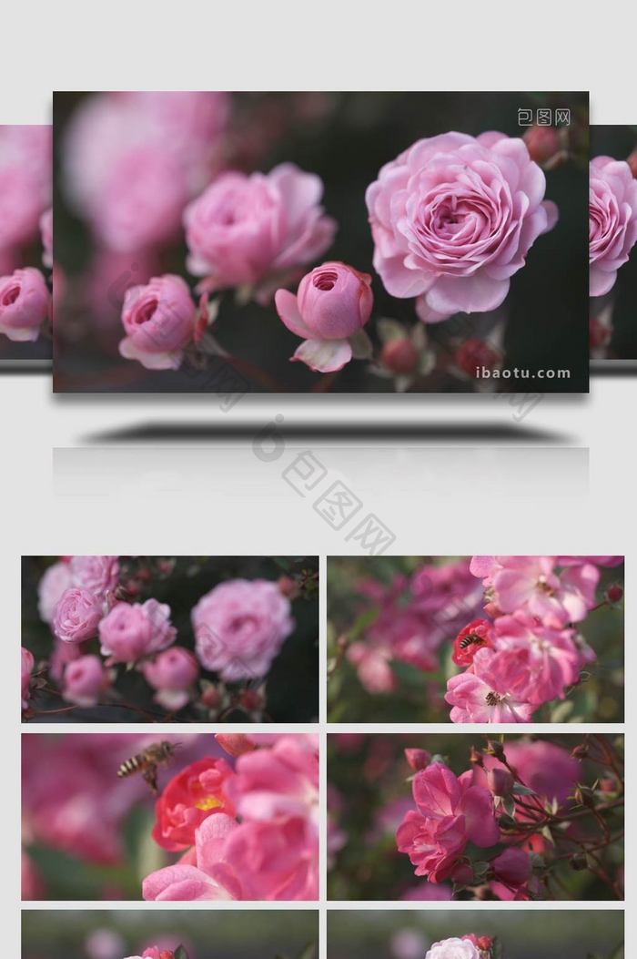 花朵粉色蔷薇微距摄影