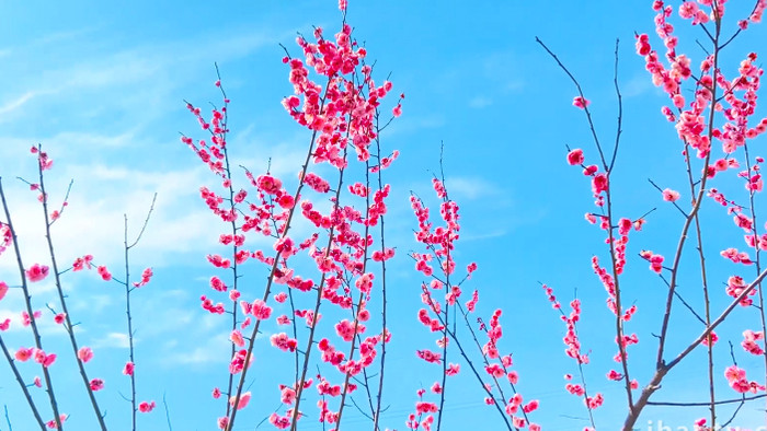 植物蓝色天空粉色梅花开放自然风景4K实拍