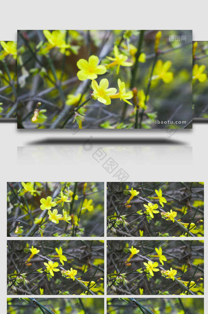 植物春天自然景色黄色小花迎春花4K实拍