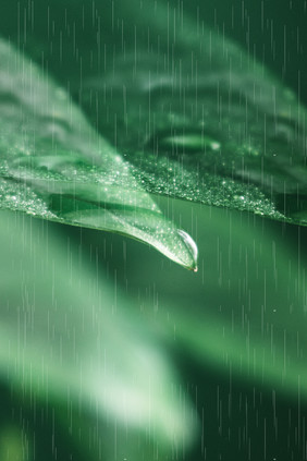 文艺植物水滴叶子写实节气背景