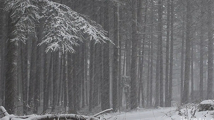 自然风景实拍视频清晰唯美下雪枯草自然雪地