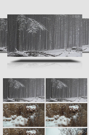 自然风景实拍视频清晰唯美下雪枯草自然雪地图片