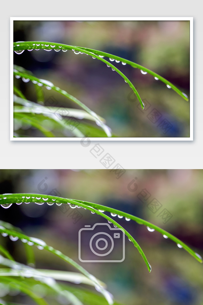 春天雨水植物上的水珠图片图片