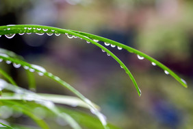 春天雨水植物上的水珠