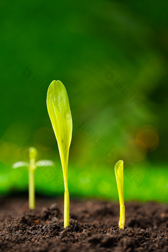水萝卜春季蔬菜海报春季泥土发芽的树苗宏伟建设蓝天白云晴朗春季建筑
