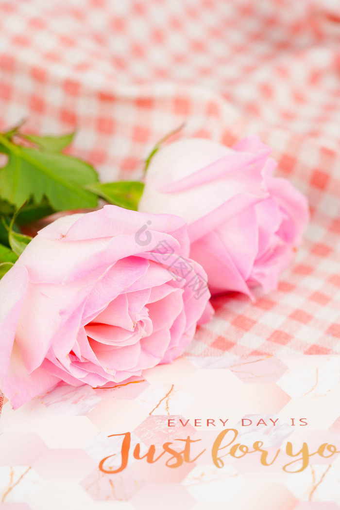 粉色玫瑰花图片-粉色玫瑰花素材免费下载-包图网