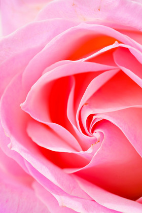 粉色玫瑰花鲜花花瓣