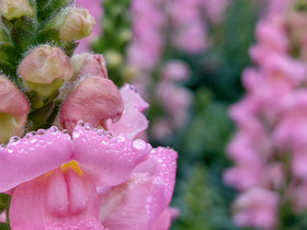 花朵上的雨水春天