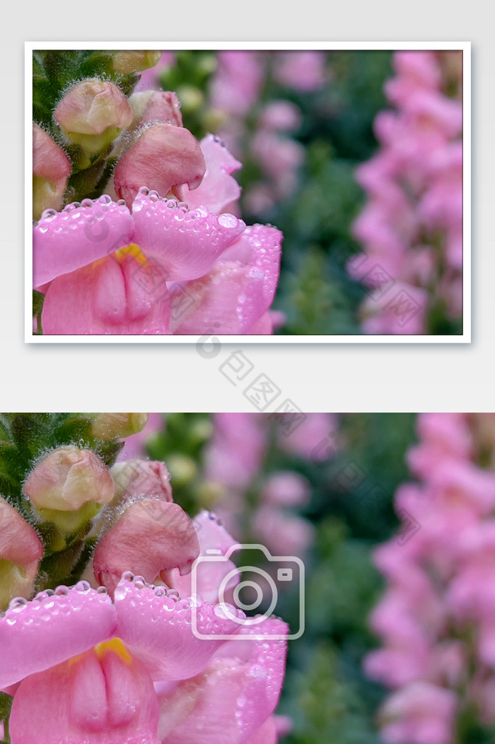 花朵上的雨水春天图片图片