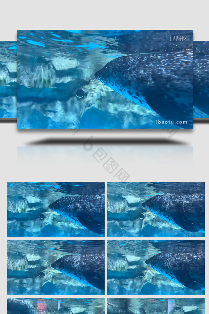 动物海底世界海洋生物海豹4K实拍