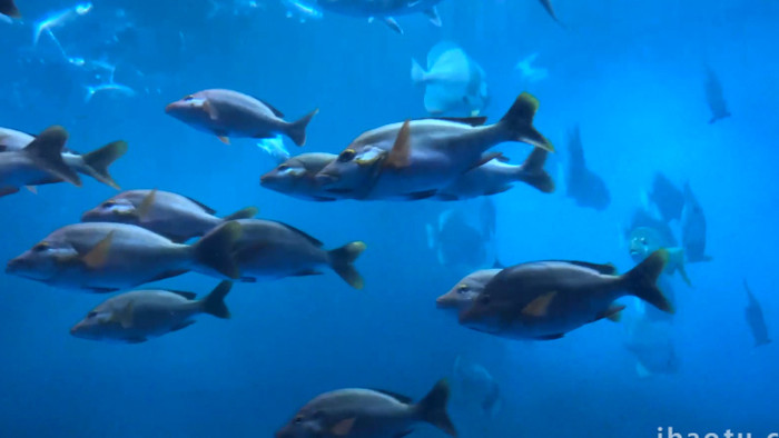 动物海洋鱼类海洋生物鱼类4K实拍