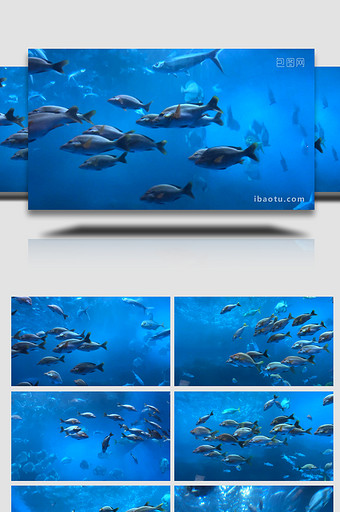 动物海洋鱼类海洋生物鱼类4K实拍图片