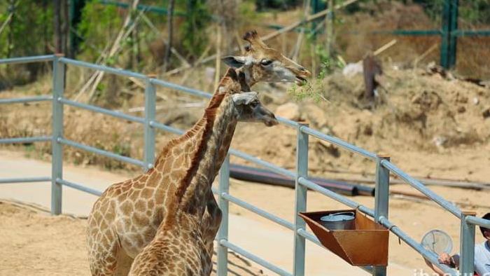 自然可爱动物园动物鸬鹚长颈鹿象黑天鹅实拍