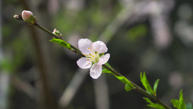 植物春天花朵开放白色山桃花4K实拍