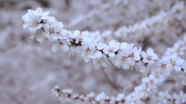植物春天风景春暖花开白色樱花4K实拍