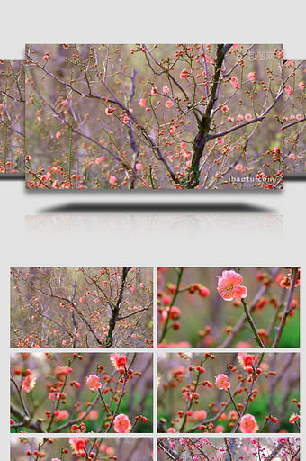 阳春三月梅花盛开野生植物绿色植物实拍素材图片
