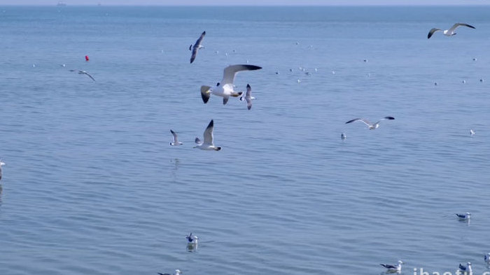 海鸥嬉戏海鸟海面海水海边动物昆虫实拍素材