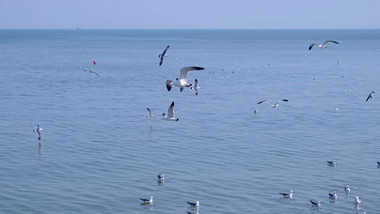 海鸥嬉戏海鸟海面海水海边动物昆虫实拍素材