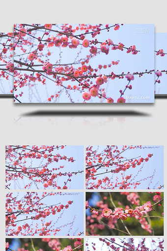 特写春暖花开花朵开放粉色梅花特写4K视频图片
