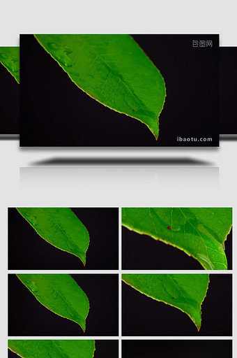 下雨天滴水树叶绿叶浇花水滴特写实拍素材图片