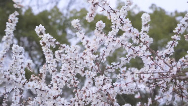 唯美春天春暖花开白色樱花4K实拍