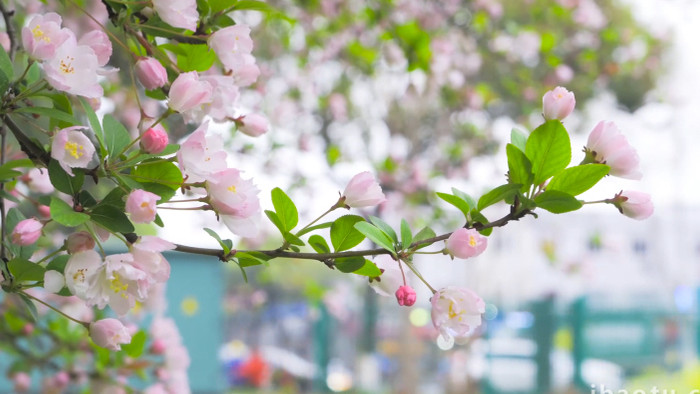 唯美春天风景花朵开放垂丝海棠花4K实拍