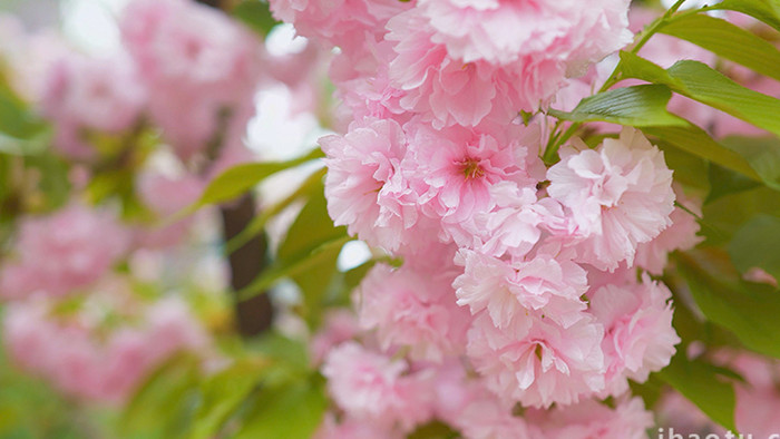 自然实拍唯美盛开粉红樱花视频素材4K