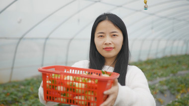 唯美实拍大棚草莓园美女端着草莓看着镜头