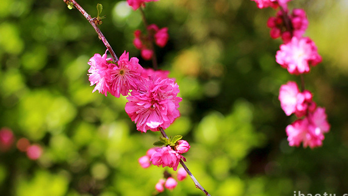 自然环境春天桃花花朵红色生命力实拍4K