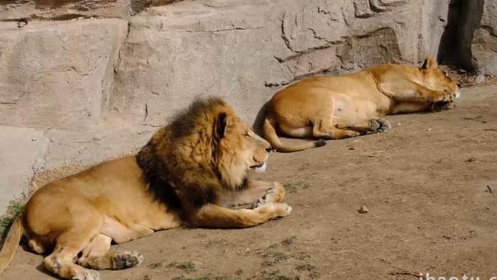 动物园慵懒狮子老虎实拍