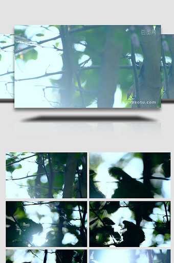 阳光照射树林漏光光影自然写意实拍素材图片