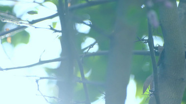 阳光照射树林漏光光影自然写意实拍素材