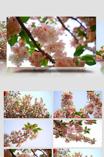 自然写意清晨道路两旁的樱花绽放高清实拍图片