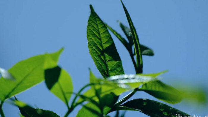 绿色树叶生机勃勃春暖花开春天植物实拍素材