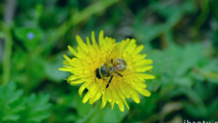 蜜蜂采蜜蒲公英绿色植物万物复苏植物实拍