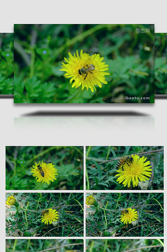 蜜蜂采蜜蒲公英绿色植物万物复苏植物实拍图片