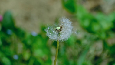 蒲公英野草勃勃万物复苏春天来了植物实拍