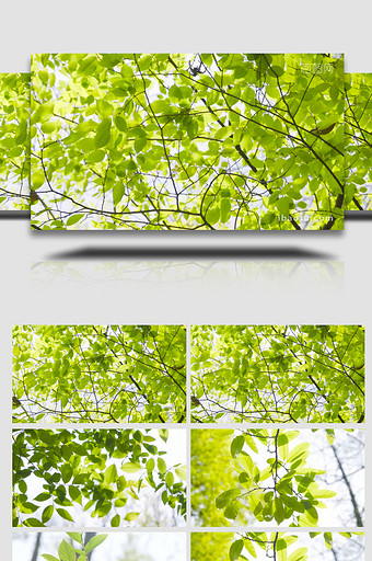 自然写意春天阳光树影翠绿树叶意境4K实拍图片