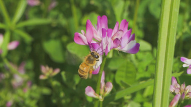 动物昆虫蜜蜂采蜜升格慢动作高清实拍