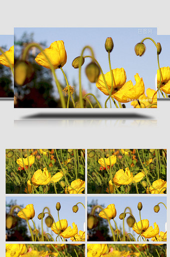 温暖治愈阳光下植物鲜艳花朵实拍4K图片