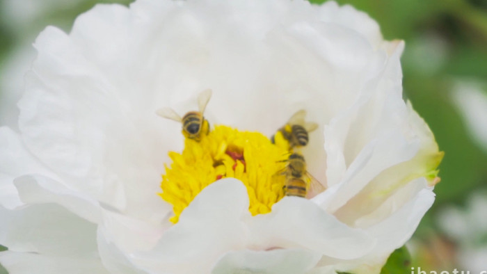 动物昆虫蜜蜂采花采蜜芍药升格实拍