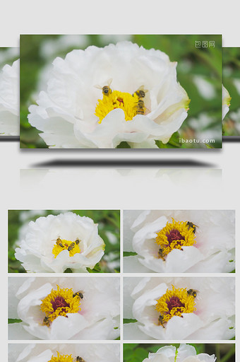 动物昆虫蜜蜂采花采蜜芍药升格实拍图片