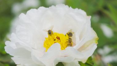 动物昆虫蜜蜂采花采蜜芍药升格实拍