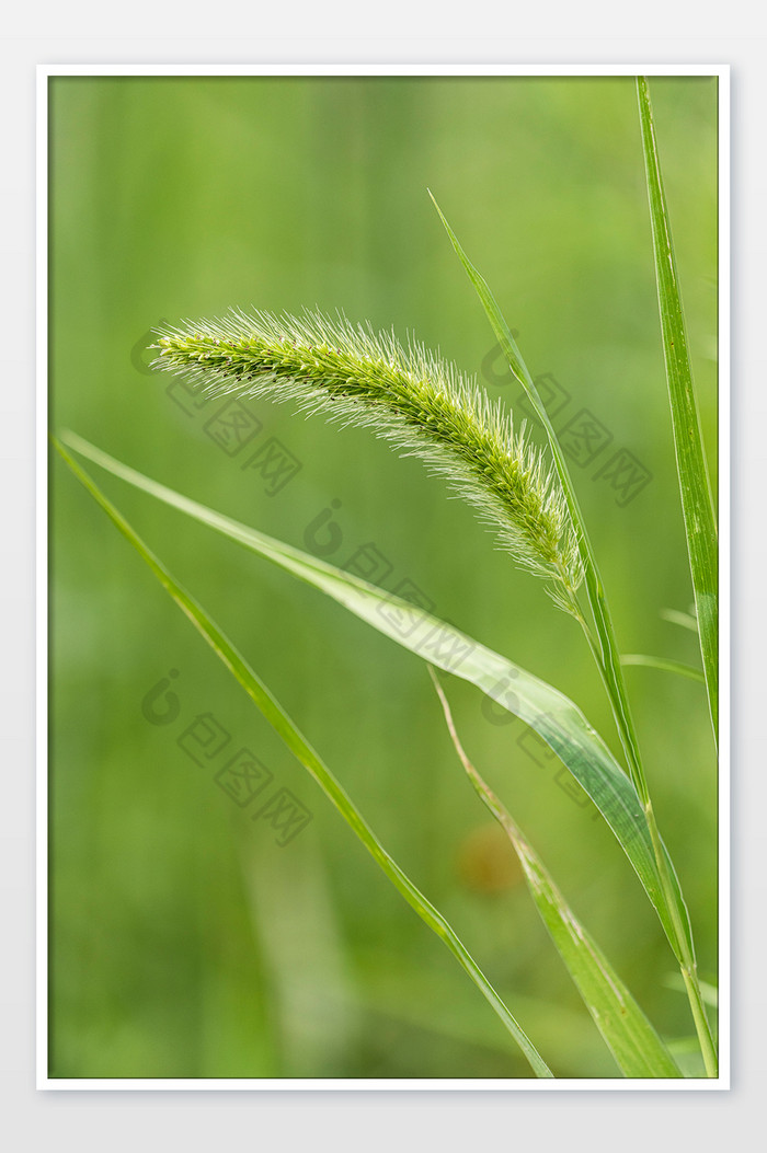 夏日绿色植物狗尾草摄影图片图片