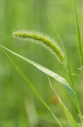 夏日绿色植物狗尾草摄影图片