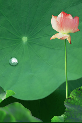 夏至荷叶荷花水珠