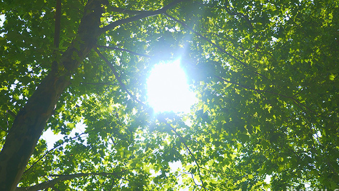 自然实拍夏季阳光透过树木视频素材4K